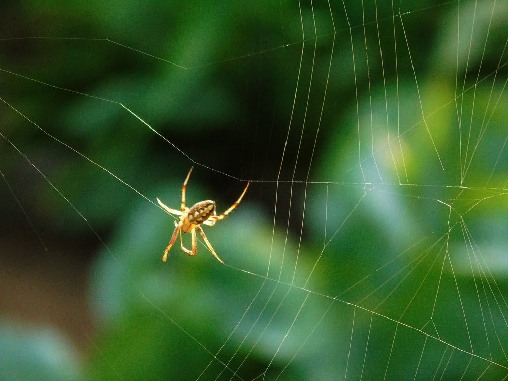 Искусный ткач