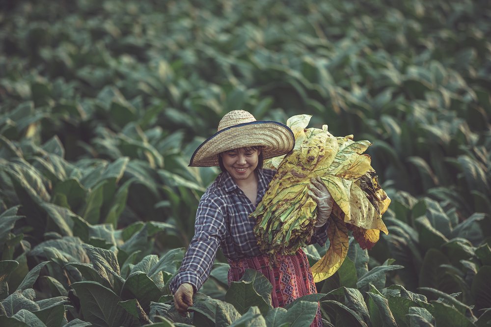 Photograph by SUTIPOND SOMNAM