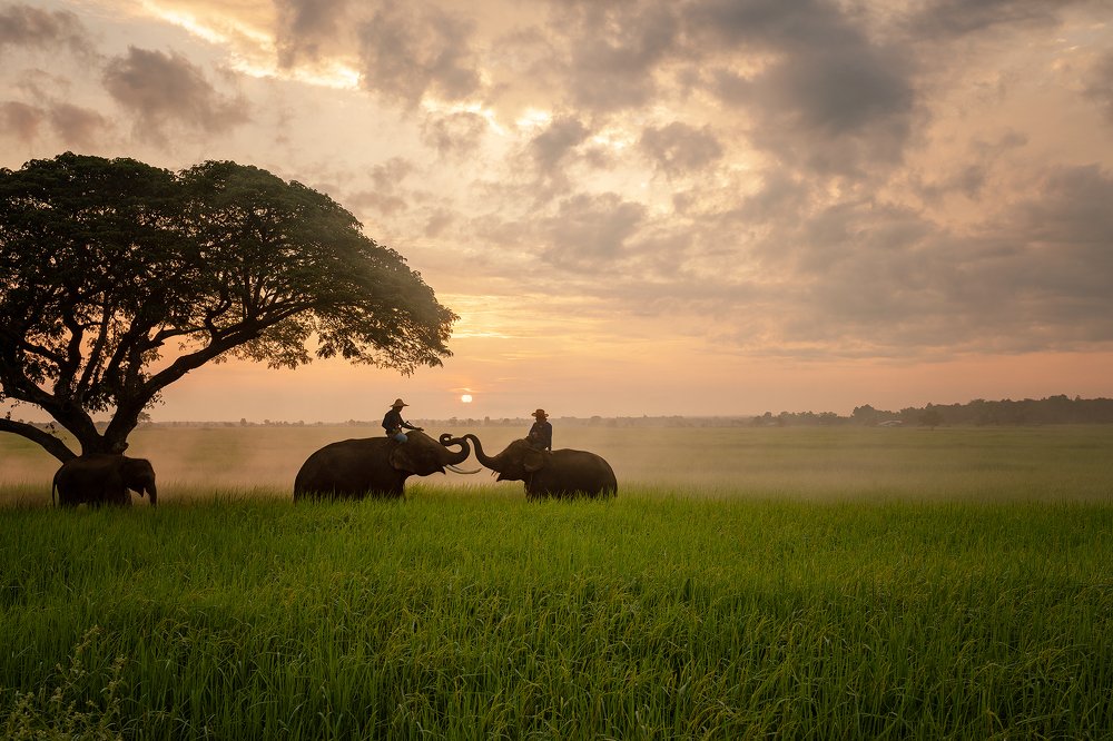 Photograph by SUTIPOND SOMNAM