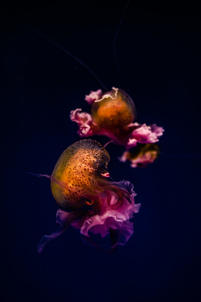 Photograph by Catalin Arcu