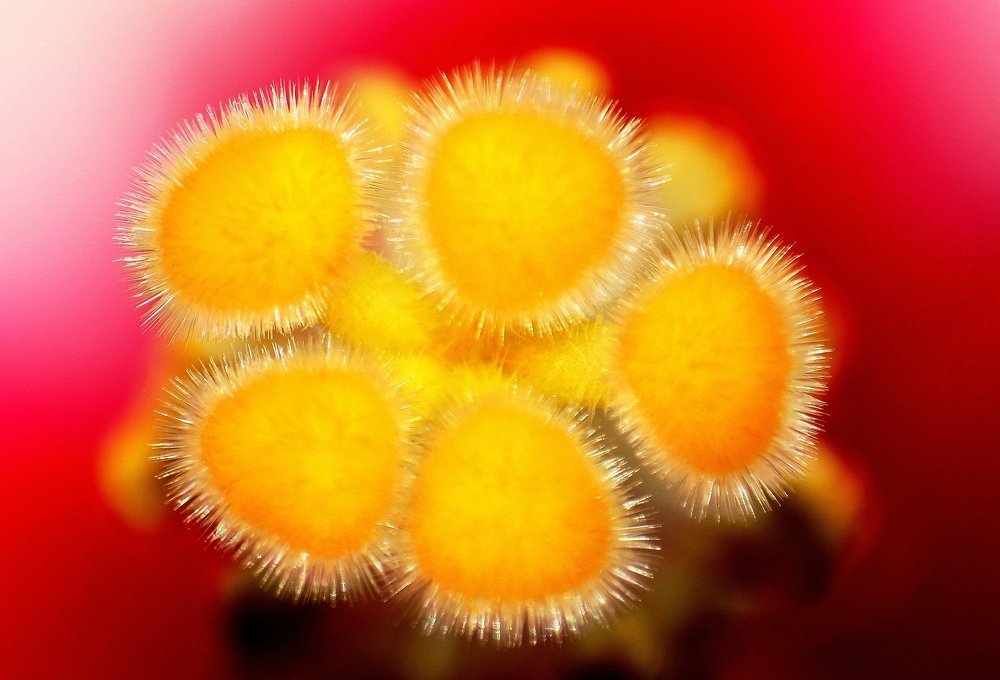 ID: Stigma of Wild Hibicus flower