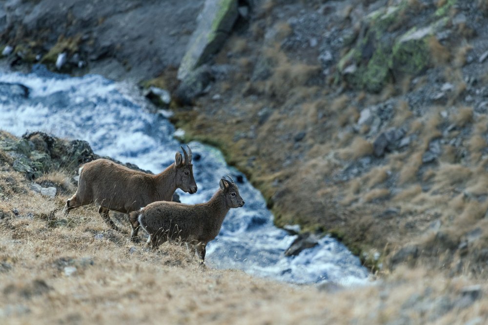 Red listed Caucasian Turs