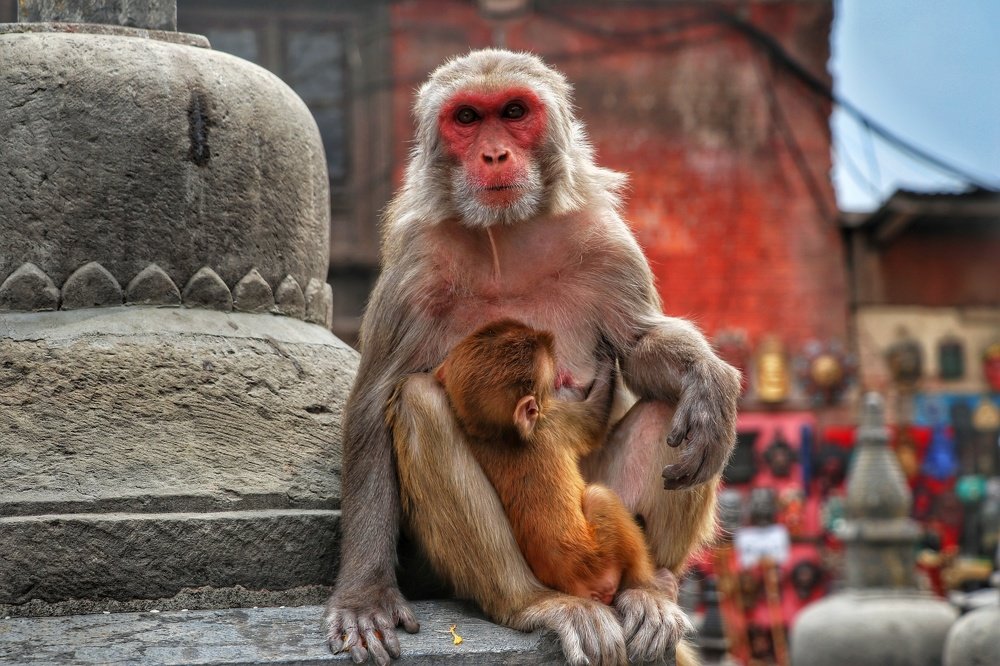 Mothers lap