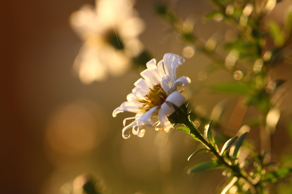 Хризантема на закате