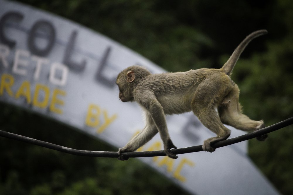 Photograph by SANDIP BANERJEE
