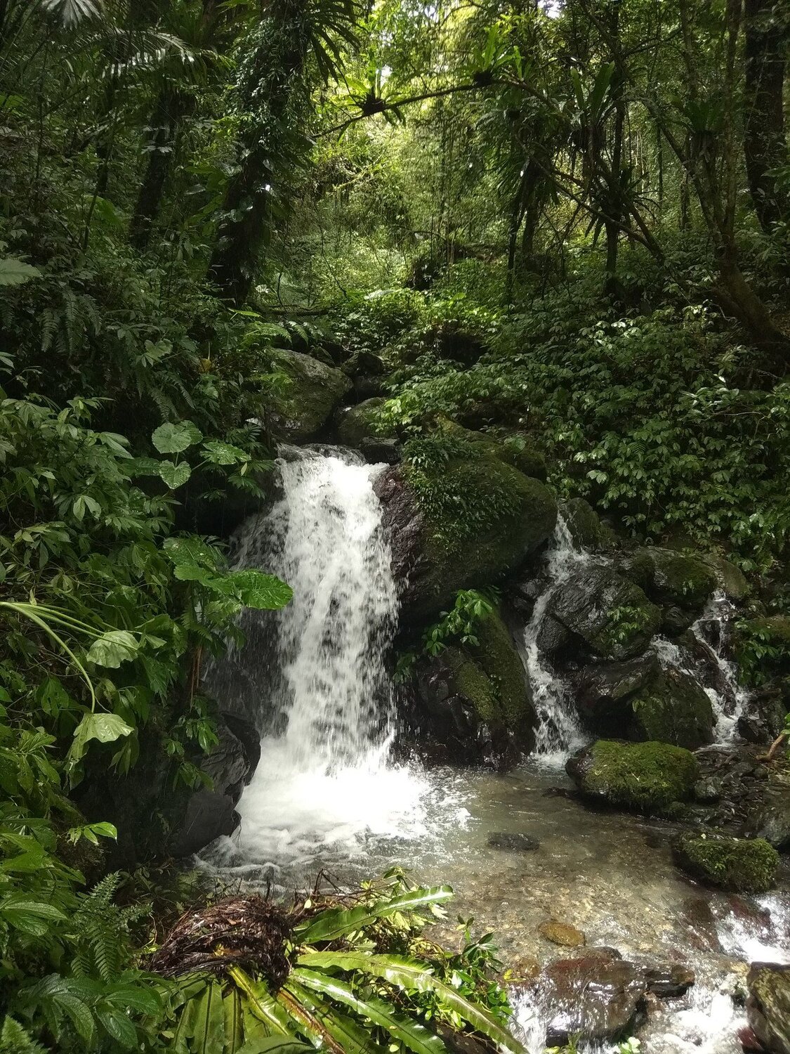 Forest of water