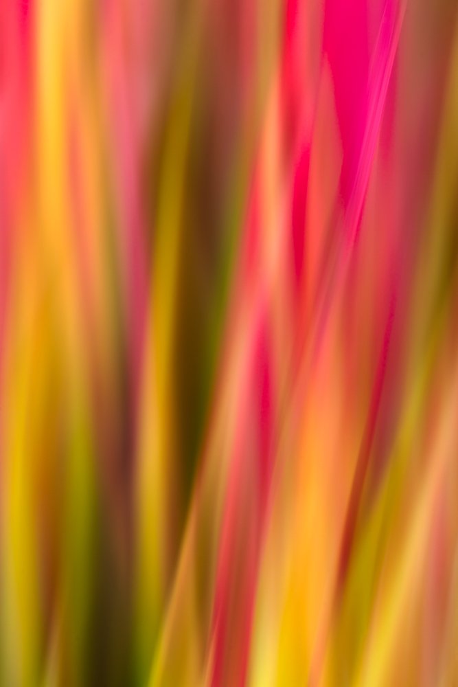 Photograph by Bart Demyttenaere