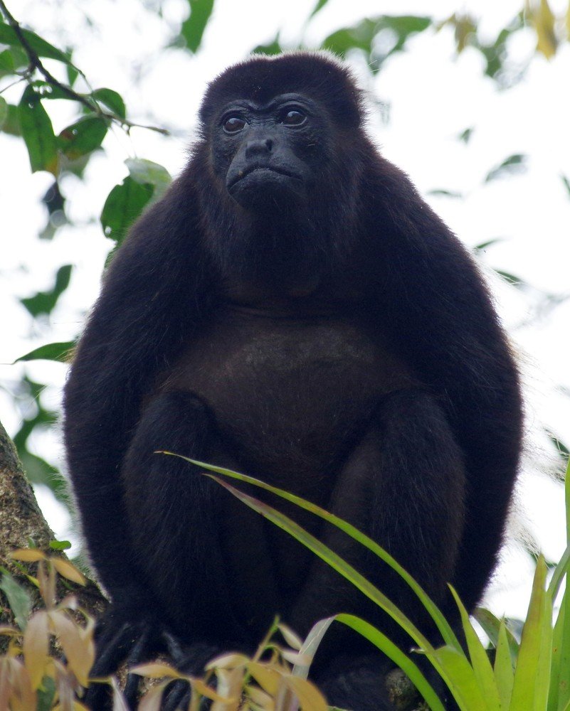 chief male