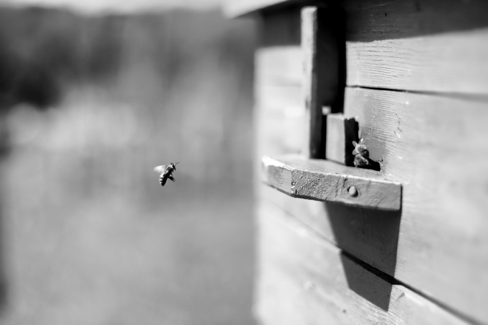 Photograph by Олег Абрашин