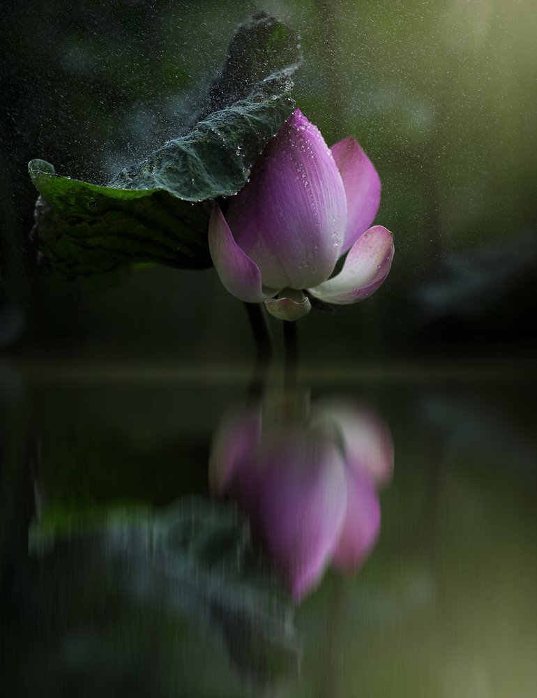 Фотография автора Thien Vu Vu