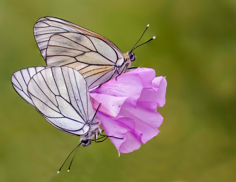 Photograph by Raul Granados varas