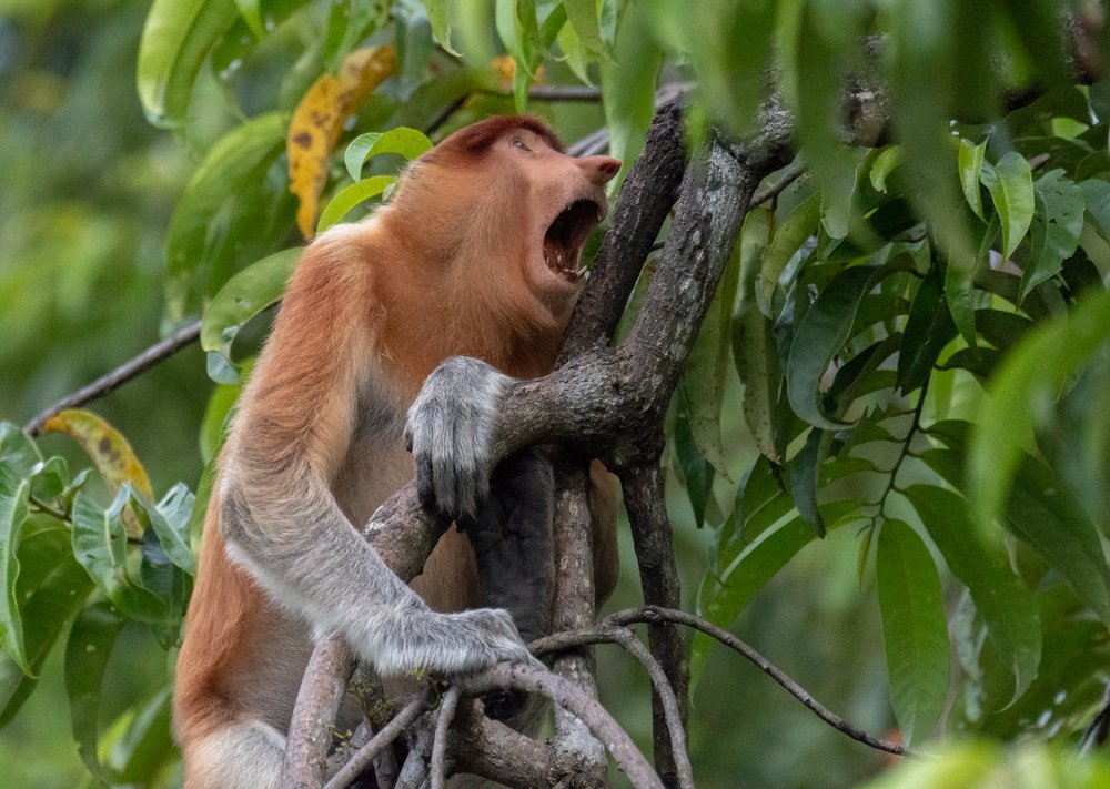 Эй, вы, там, наверху! В последний раз я вас прошу!
