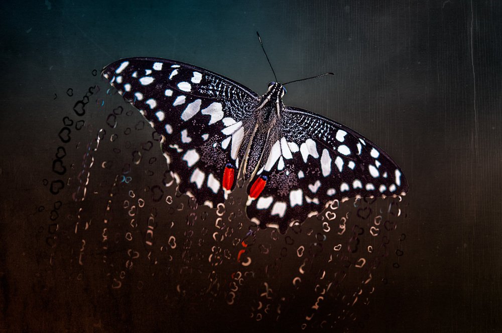 Photograph by Татьяна Москальчук