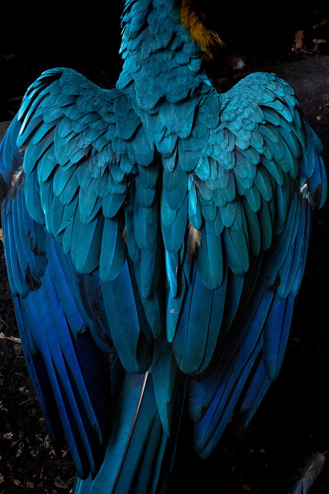 Photograph by Marcelo Volpe