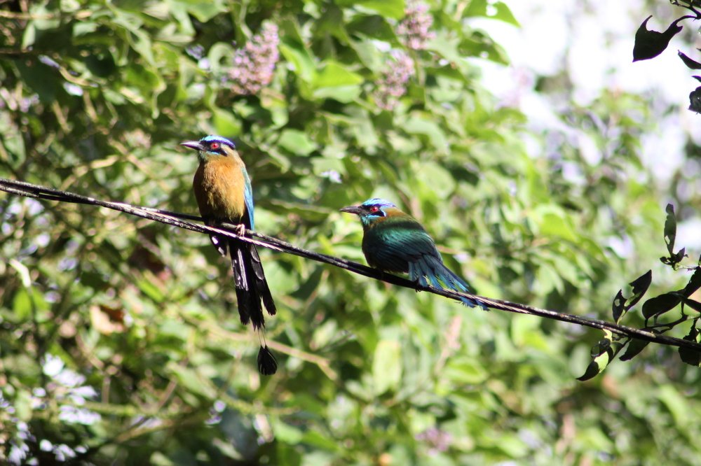 Pareja de Motmot