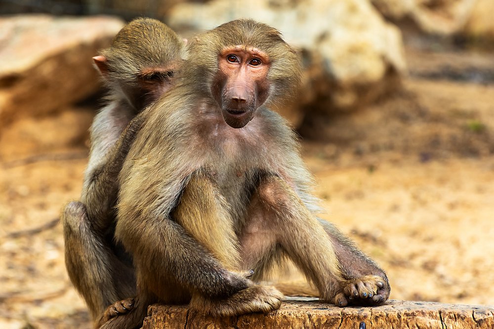 Photograph by David Lerer