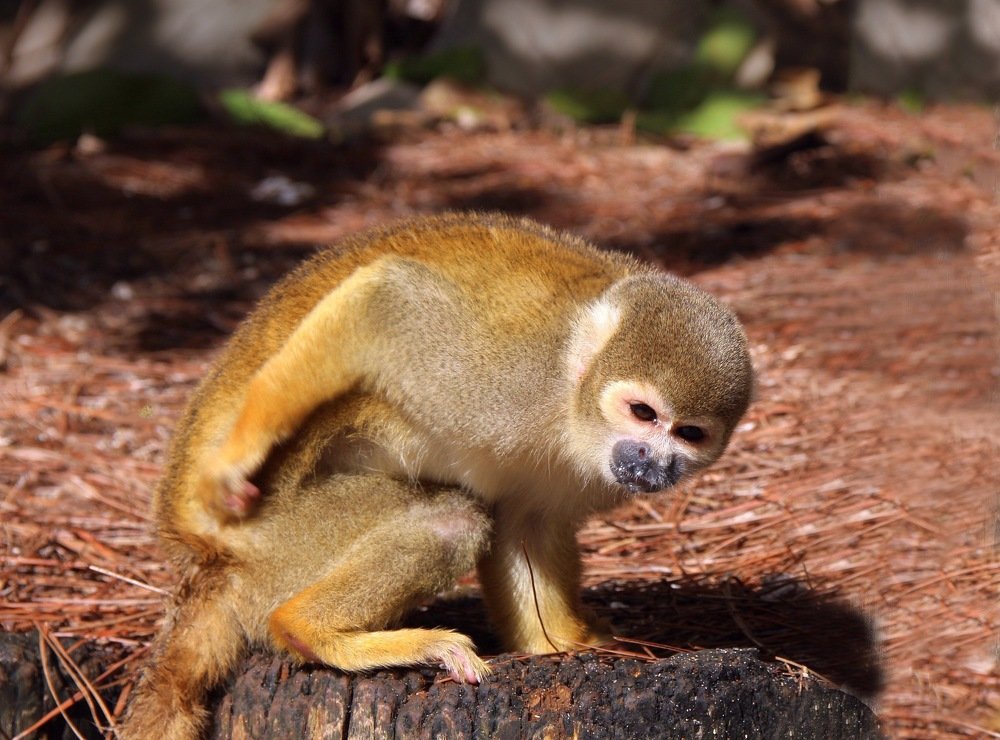 Кто-то кусается!/Someone\'s biting!