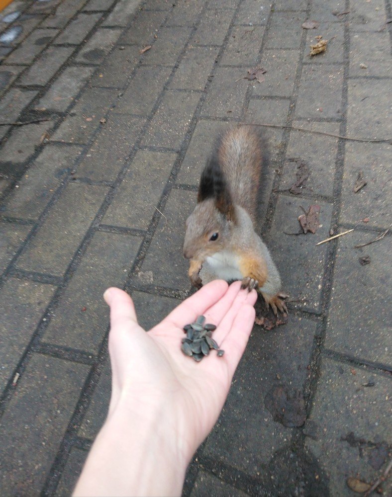 Давай дружить Let's be friends