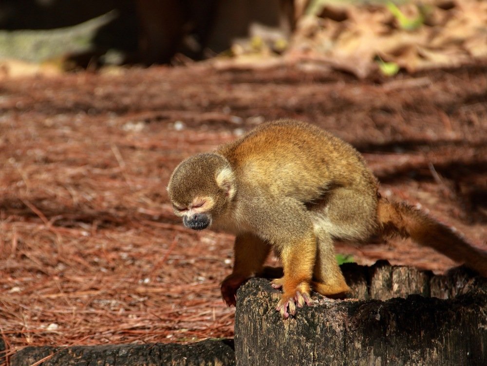 Макака/Macaque