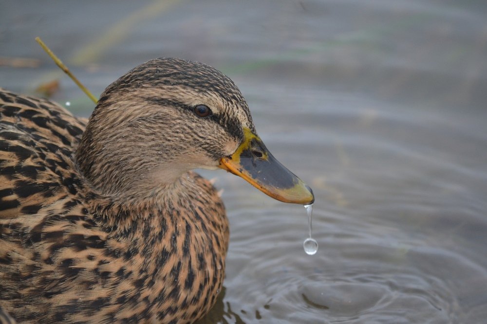 Photograph by Валерия Бердникова