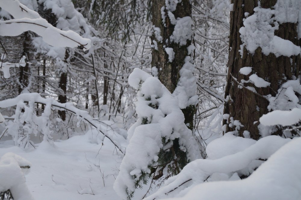 Весёлая Ёлка.