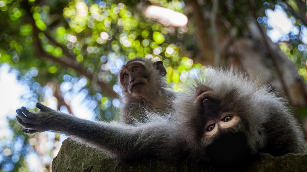 Playful macaques