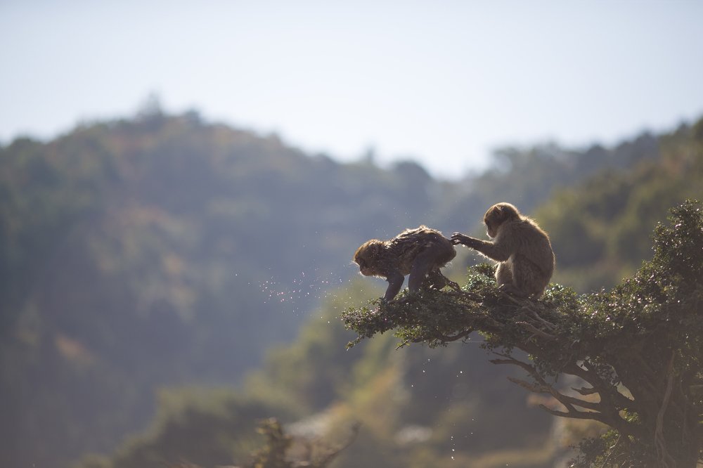 Macaque Family in Kyoto, Japan
