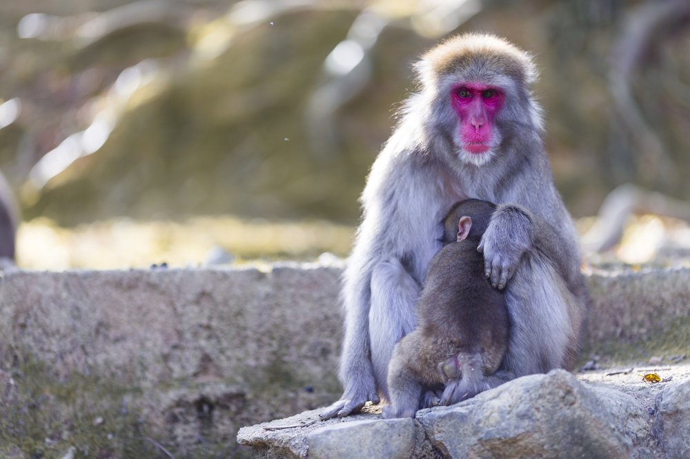 Macaque Family in Kyoto, Japan