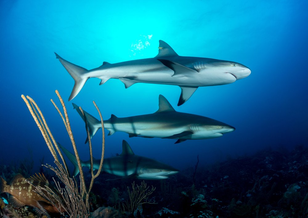 Фотография автора Андрей Крапивной