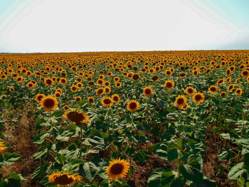 Photograph by Денис Чернявский