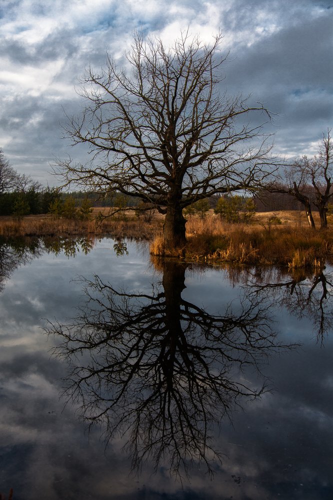 Одинокое дерево