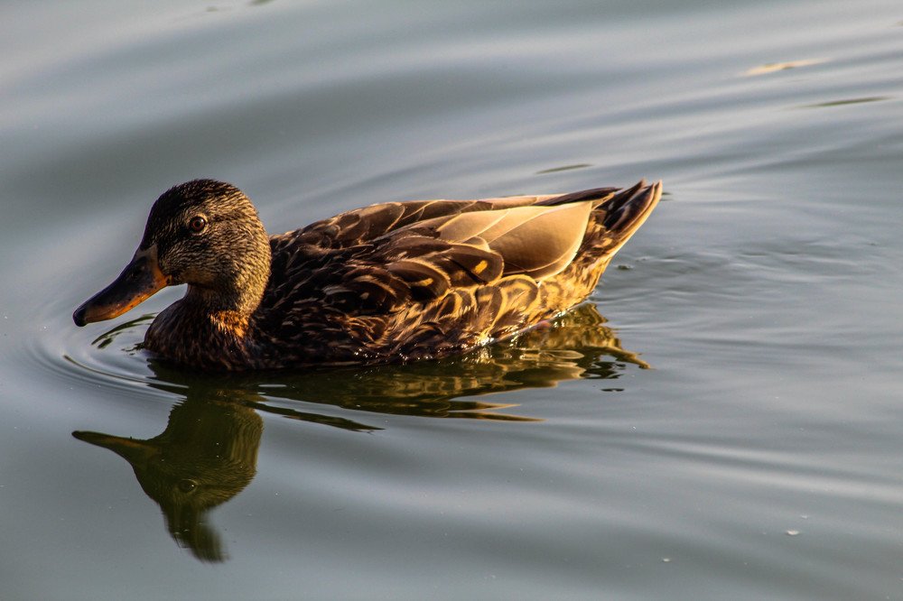 Photograph by Карина