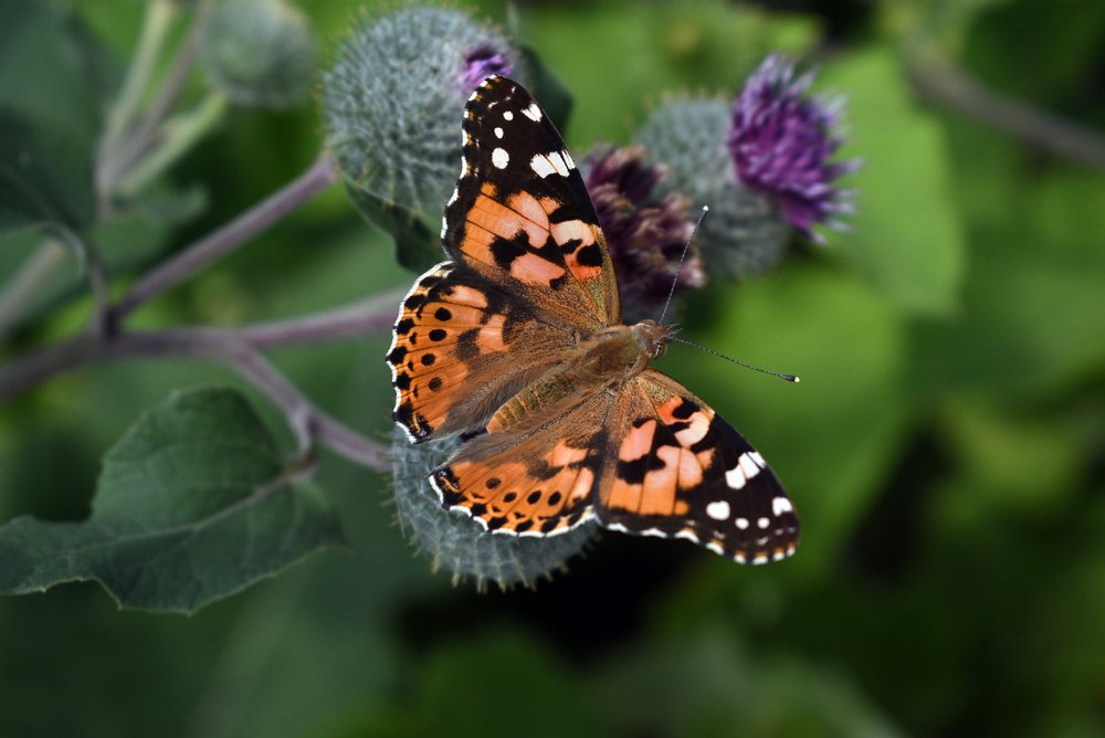 Photograph by Алина Куприянова