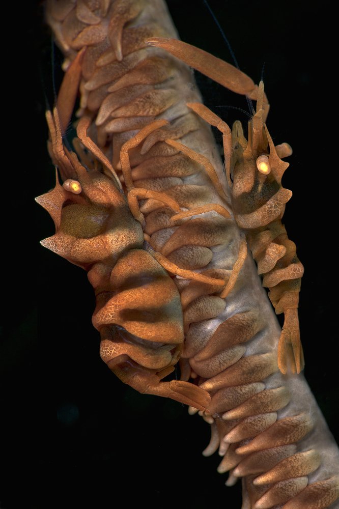 Photograph by Oksana Maksymova