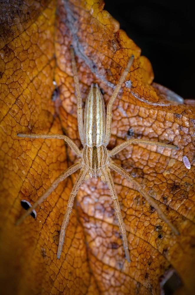 Фотография автора Сергей Чебанов