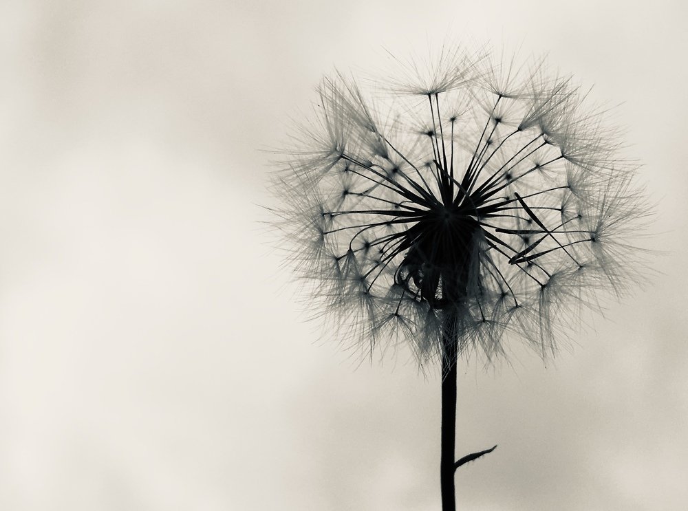 Dandelion