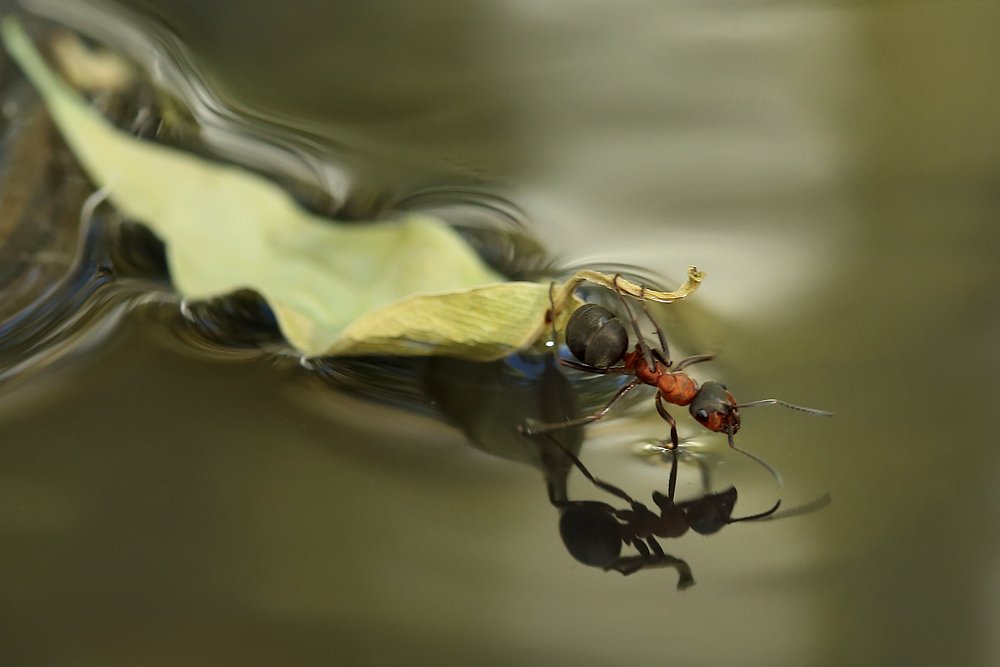 Photograph by Sokolova Tatiana