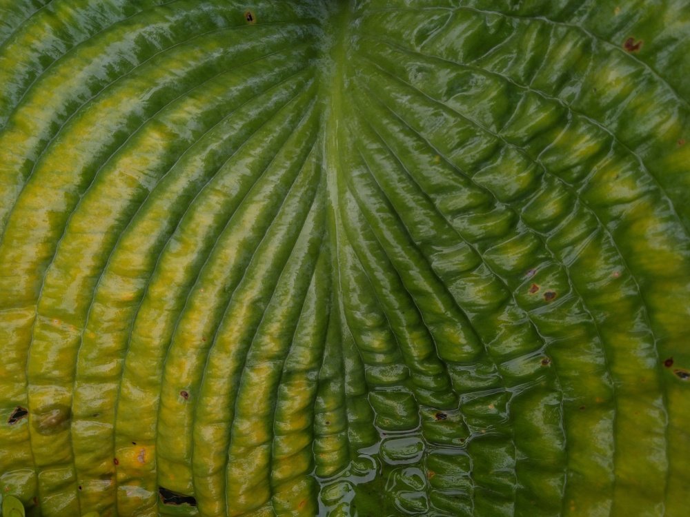 Фотография автора Виктор Конев