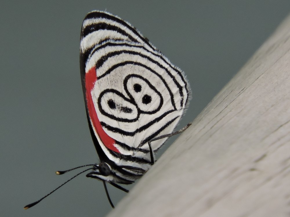 Mariposa 88