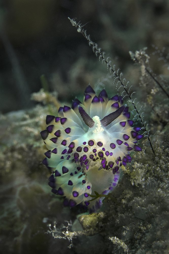 Photograph by Oksana Maksymova