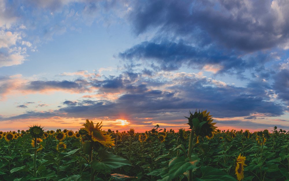 В мире подсолнухов