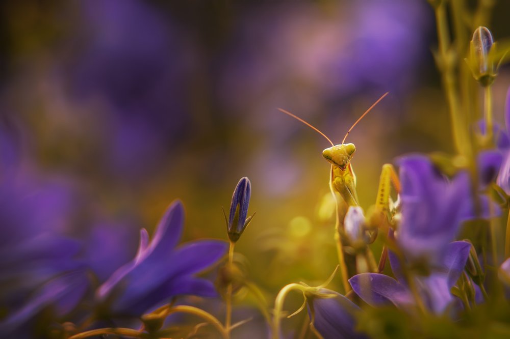 Photograph by Norbert Garaj