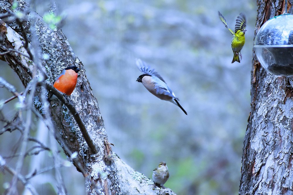 Photograph by Константин Юрченко