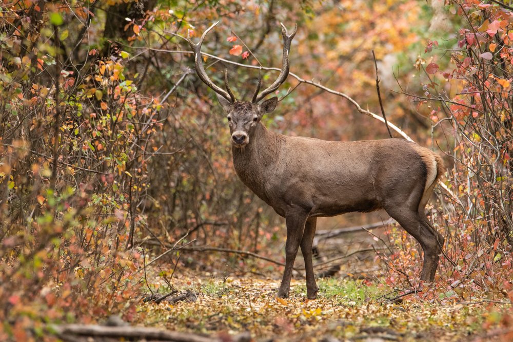 Photograph by Цветков Сергей