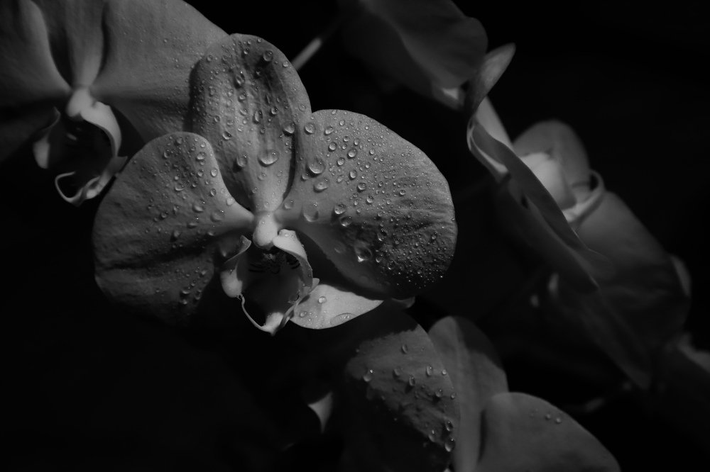 Photograph by Светлана Пирвердян