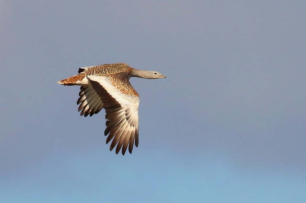 Photograph by Григорий Прокопов