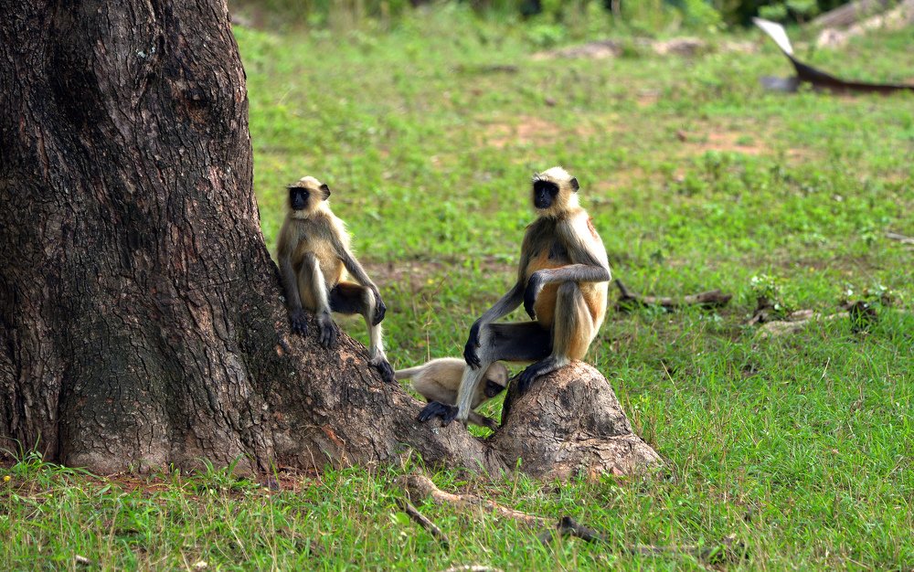 Photograph by prashant kharote