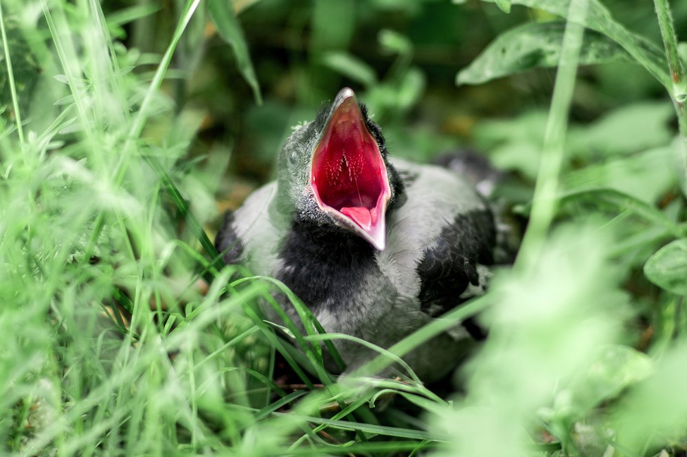 Photograph by Наталья Гутникова