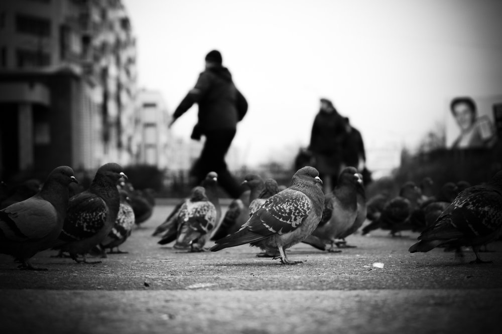 Photograph by Алексей Попов