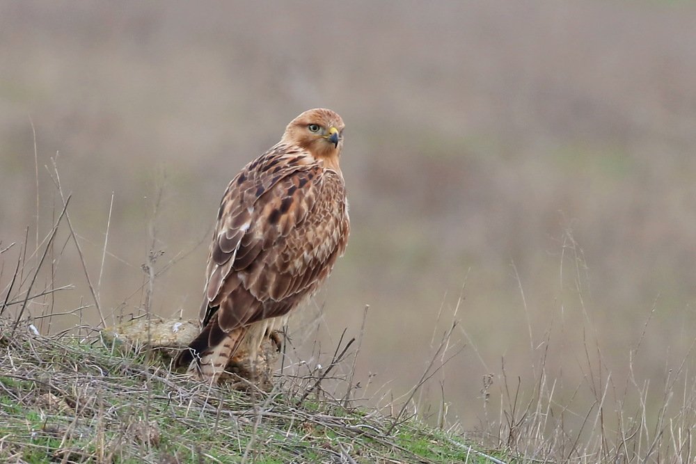 Photograph by Григорий Прокопов